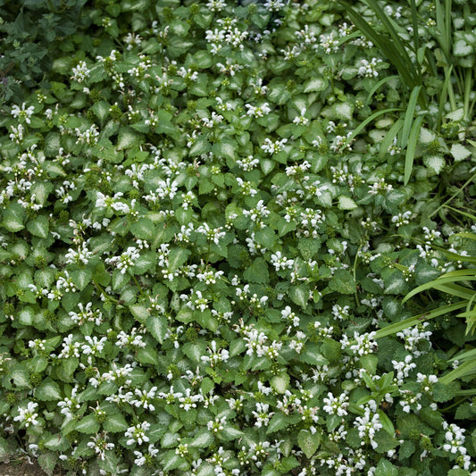 Gefleckte Taubnessel 'Album' - Bakker