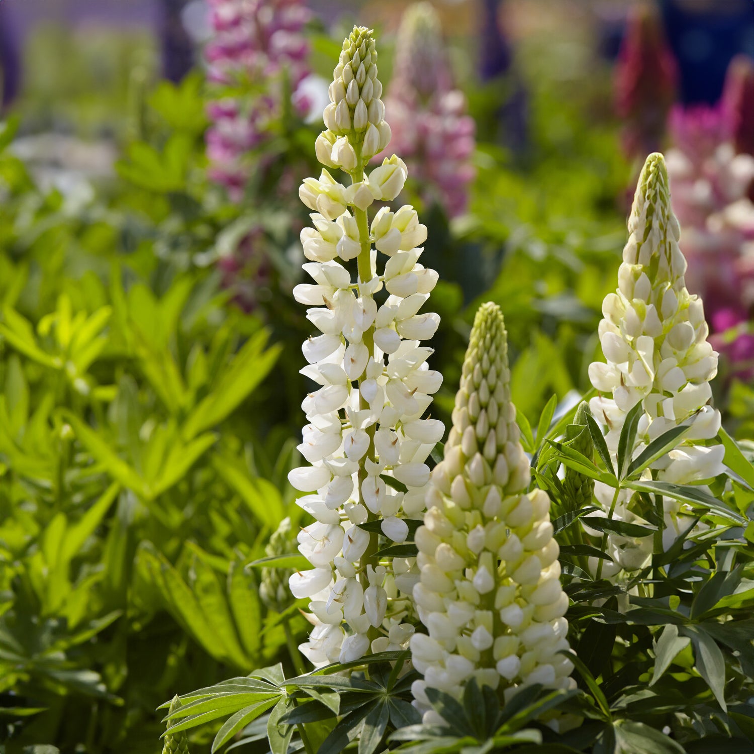 Lupine 'Gallery Weiß' - Lupinus Gallery White