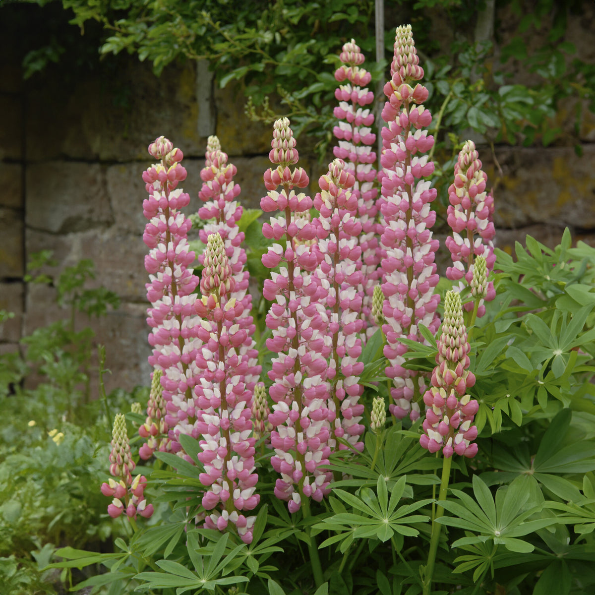 Lupinus The Chatelaine - Lupine ‘The Chatelaine’ - Lupine