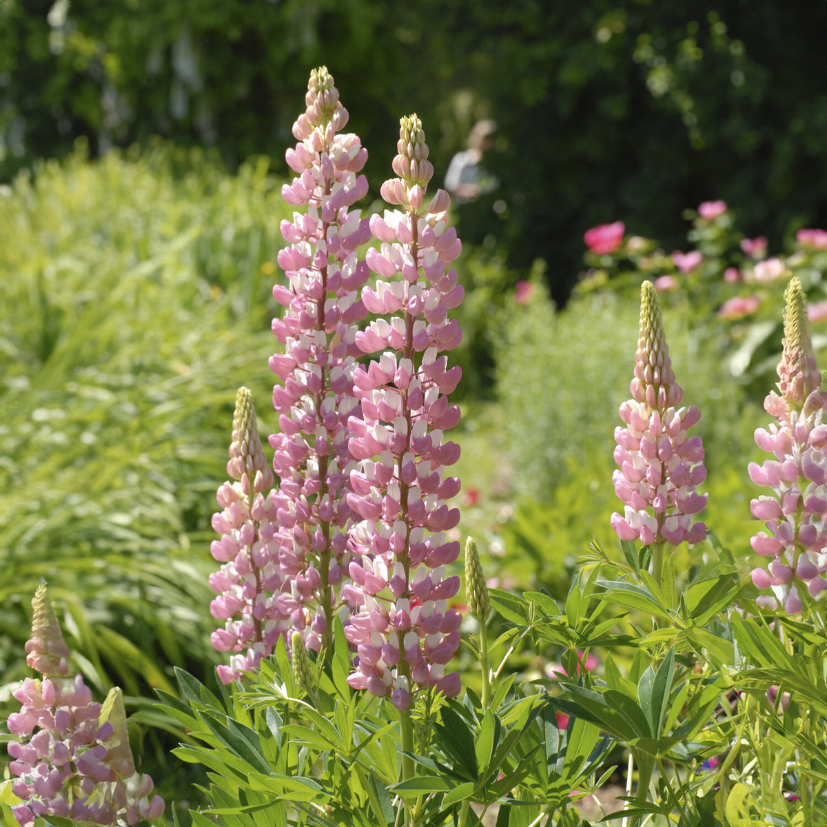 Lupine ‘The Chatelaine’ - Lupinus The Chatelaine - Bakker