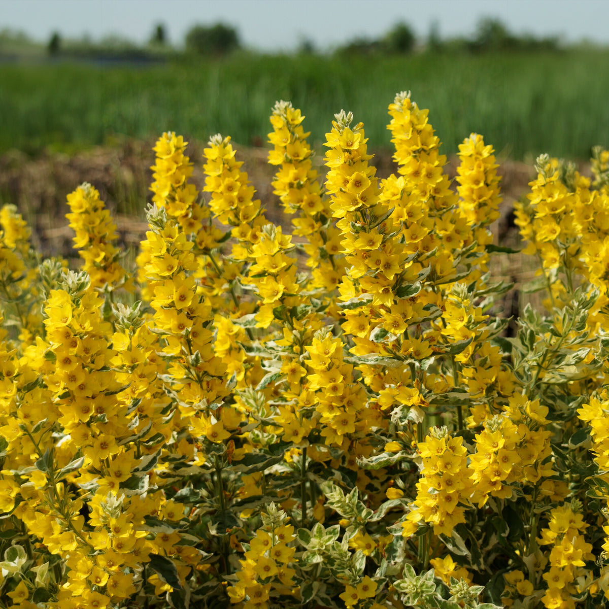 Gilbweiderich Alexander - Lysimachia punctata Alexander - Bakker