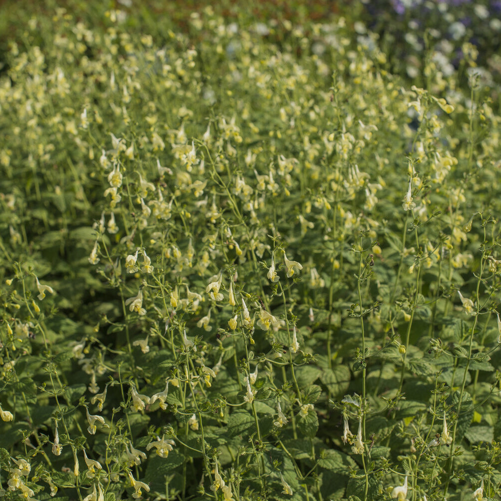 Nepeta govaniana - Katzenminze gelb - Nepeta