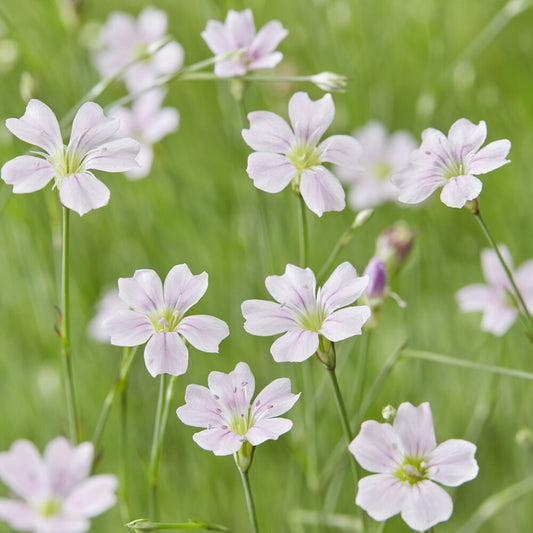Felsennelken - Bakker