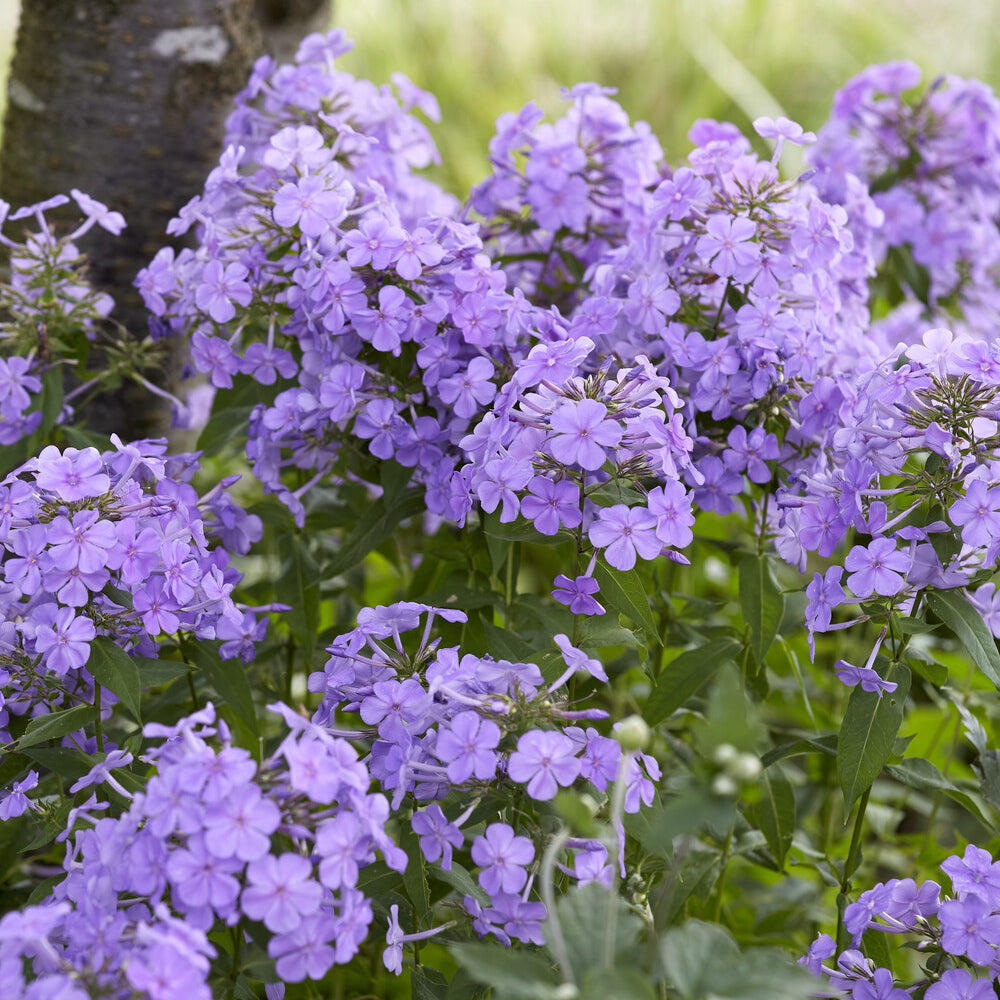 phlox mit blaukorn düngen Paniculierter Phlox Blue Paradise - Phlox paniculata blue paradise
