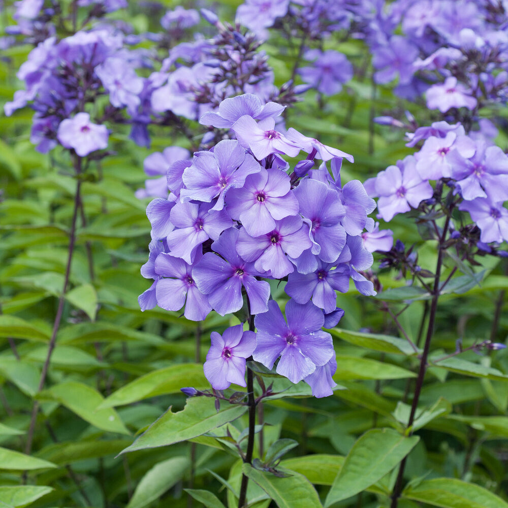 Paniculierter Phlox Blue Paradise - Phlox paniculata blue paradise