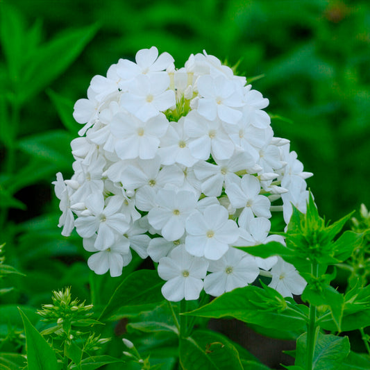 Hohe Flammenblume 'Fujiyama' - Bakker