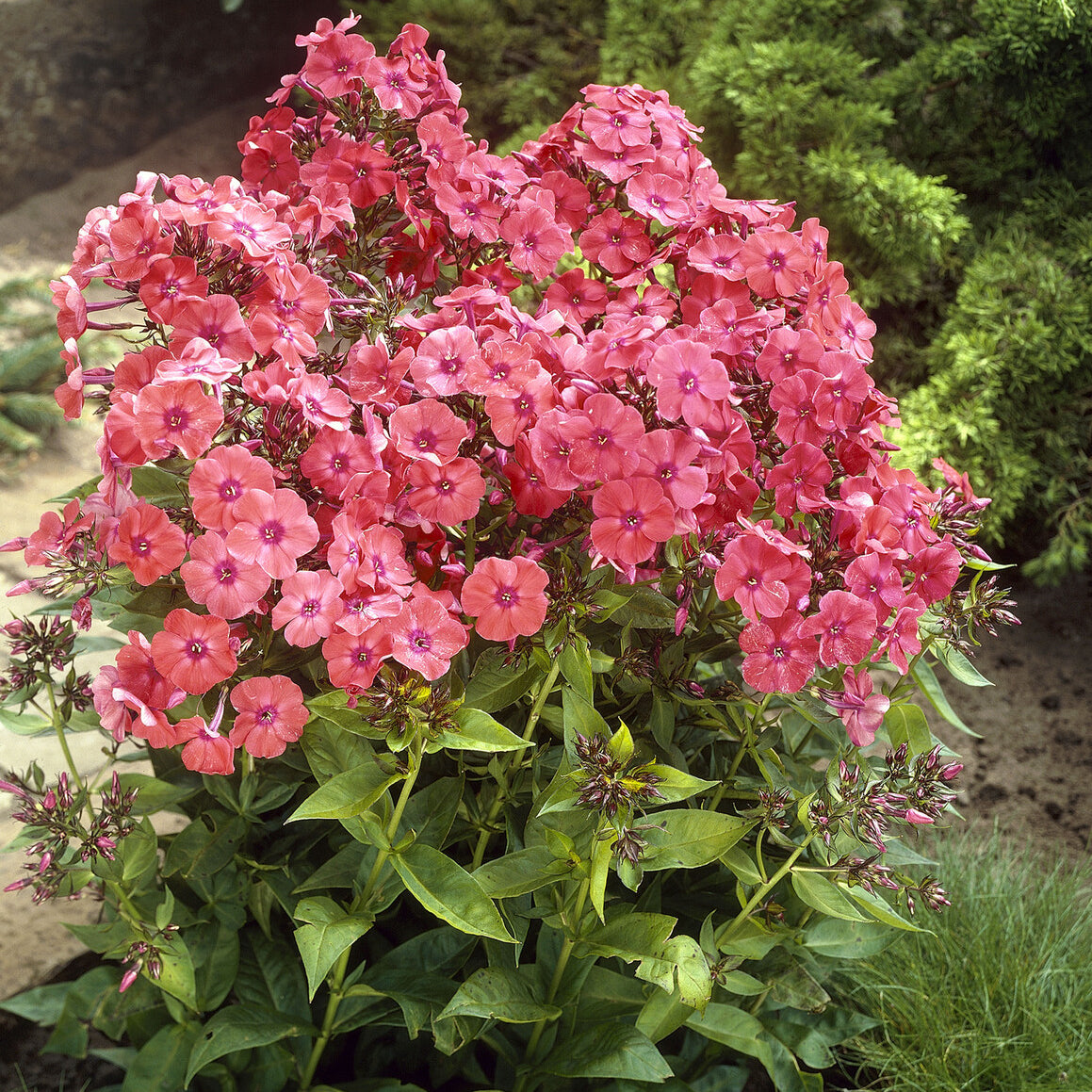 flammenblume düngen Hohe Flammenblume 'Orange Perfection' - Phlox paniculata Orange Perfection