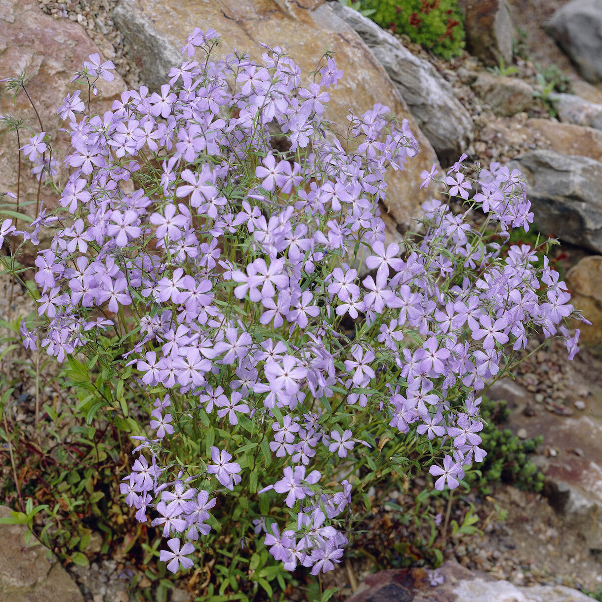 Ausläufer Flammenblume 'Blue Ridge' - Phlox stolonifera Blue Ridge