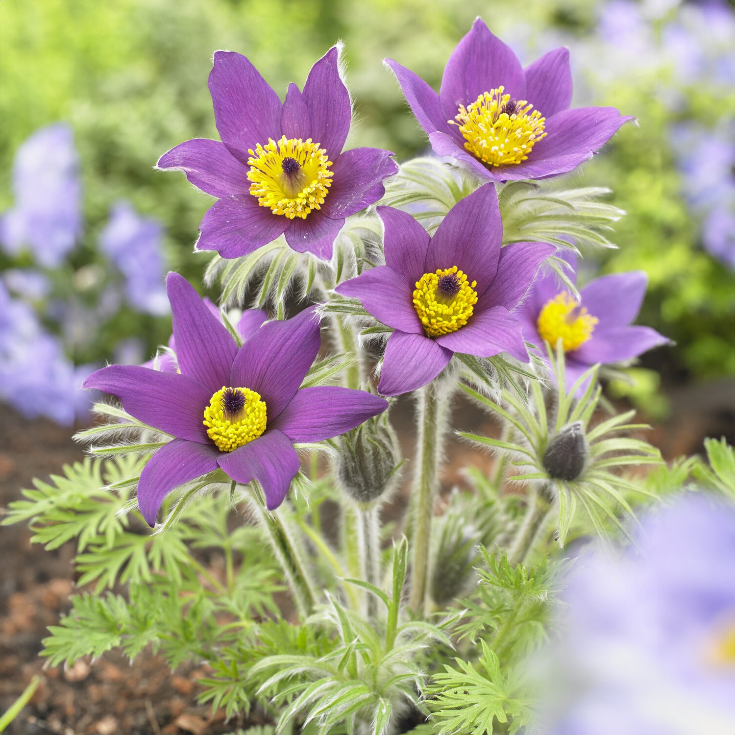 Pulsatilla vulgaris - Gewöhnliche Kuhschelle - Stauden