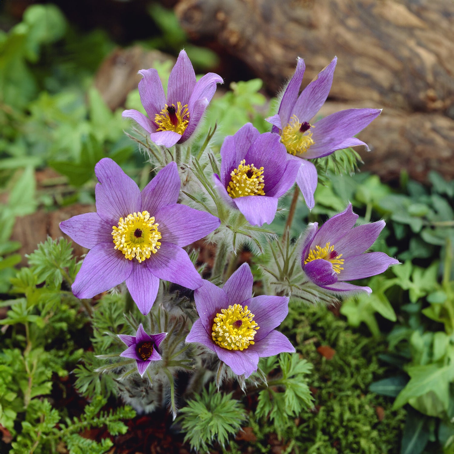 Gewöhnliche Kuhschelle - Pulsatilla vulgaris - Bakker
