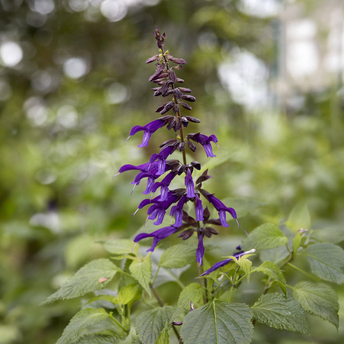 Amistad Hybrid-Salbei - Salvia Amistad - Bakker