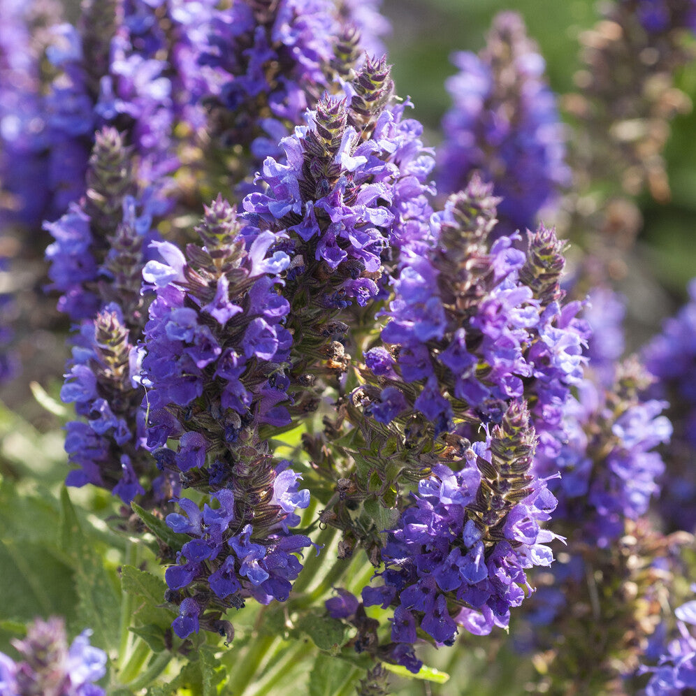 Salvia nemorosa Marcus Haeumanarc - Wald-Salbei Marcus - Salbei
