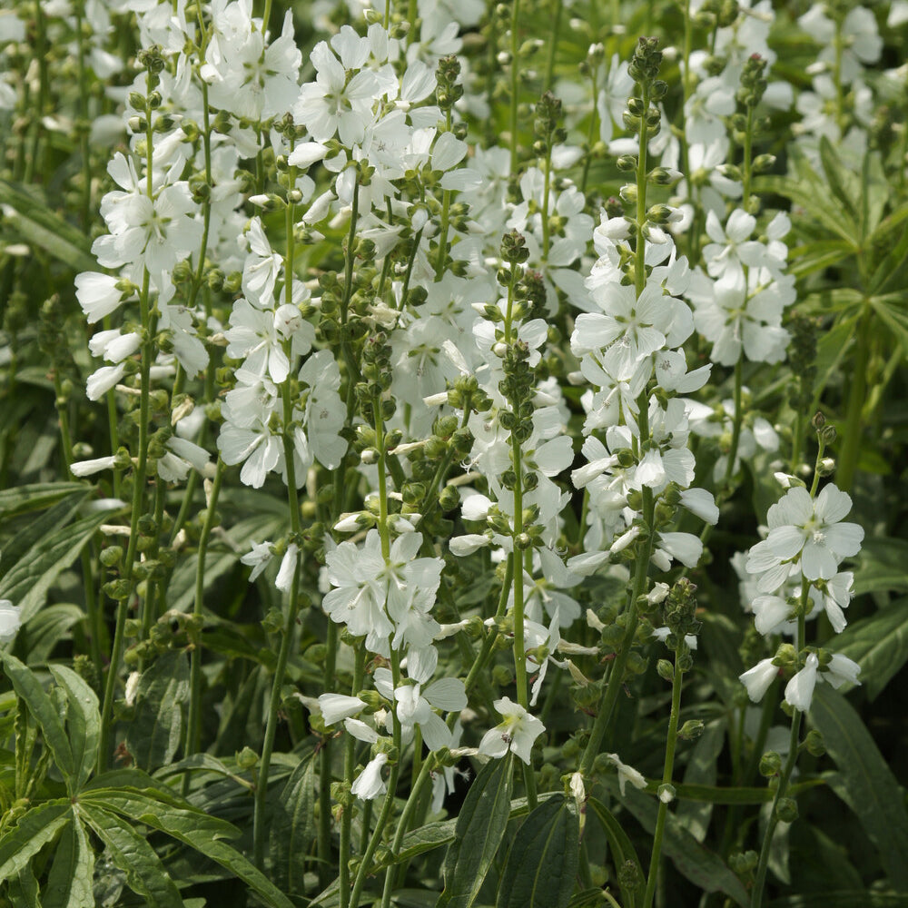 Sidalcea candida - Bakker