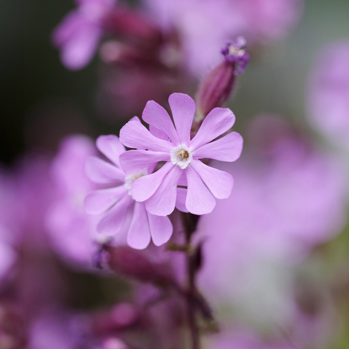 Tag-Lichtnelke - Silene dioica - Bakker