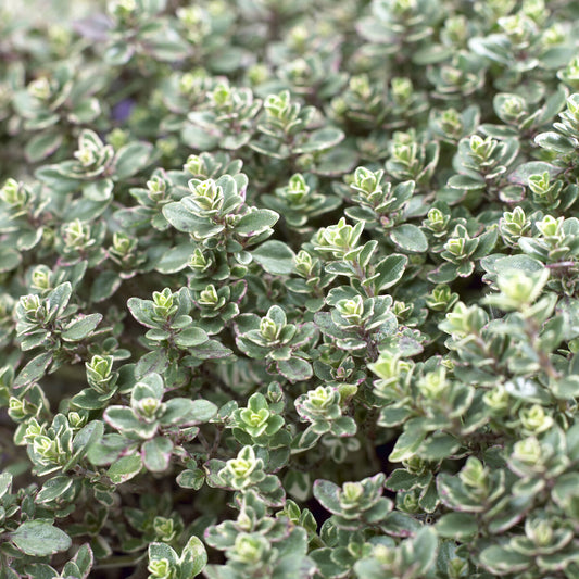 Thymian 'Silver Queen' - Bakker