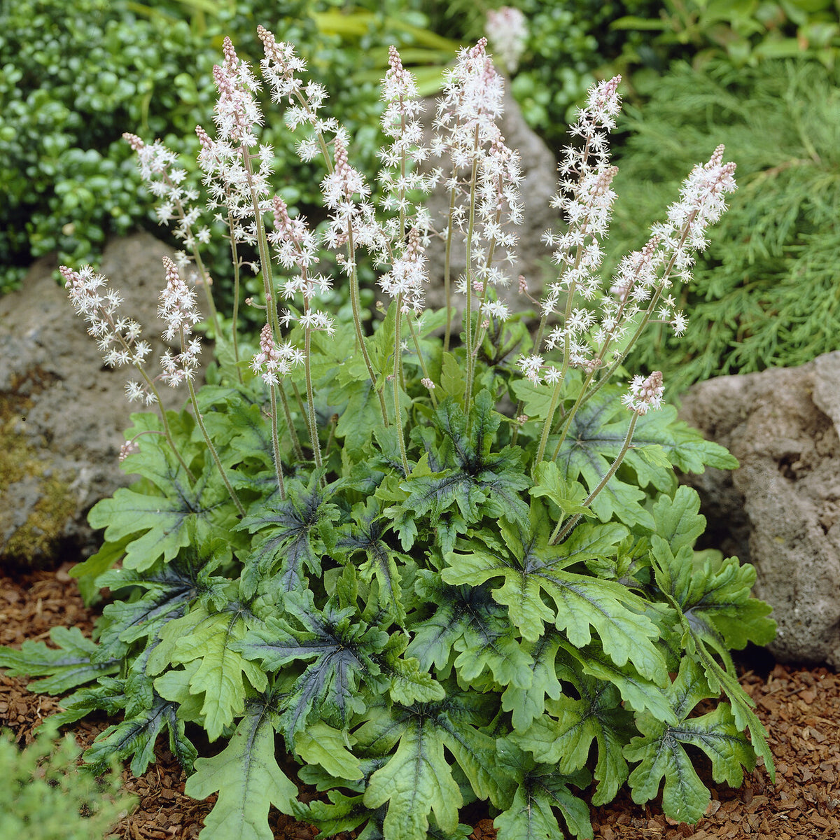 Tiarelle Iron Butterfly - Tiarella Iron Butterfly - Bakker