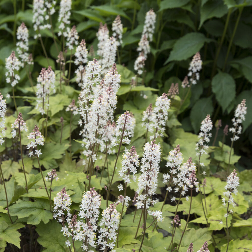 Tiarella wherryi - Amerikanische Schaumblüte - Stauden