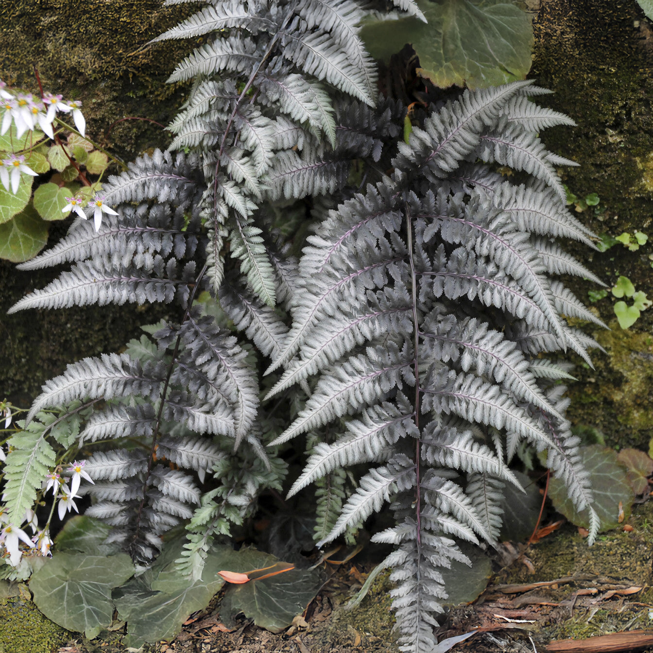Gemalter Farn Pewter Lace - Athyrium niponicum pewter lace