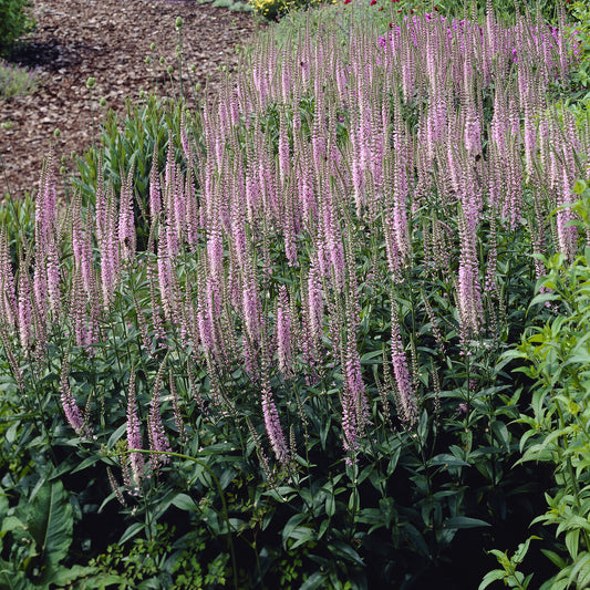 Langblättriger Ehrenpreis 'Pink Damask' - Bakker