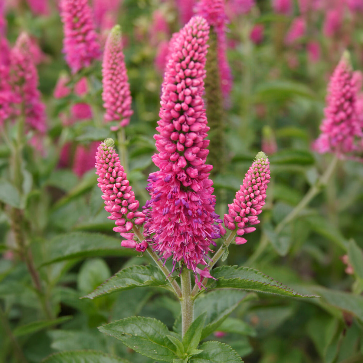 Veronika in Ähren Rotfuchs - Veronica spicata rotfuchs - Bakker