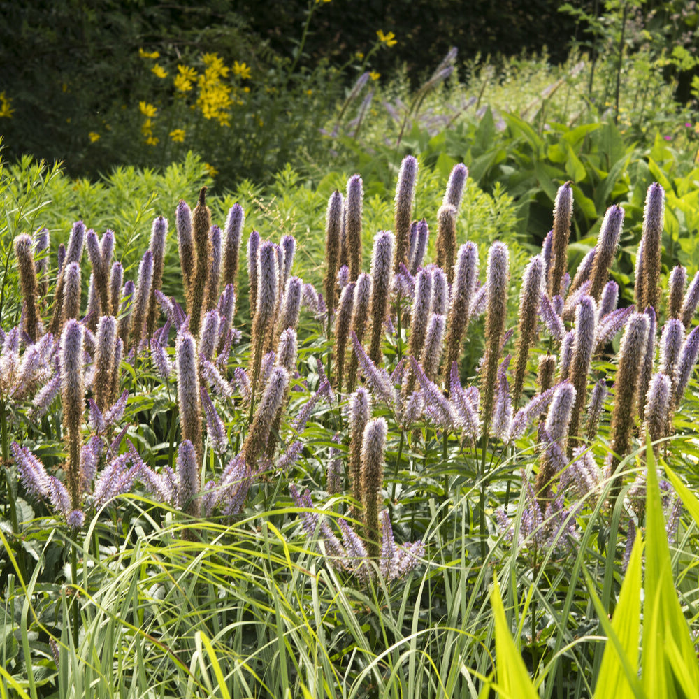 Kandelaber-Ehrenpreis Red Arrows - Veronicastrum virginicum red arrows
