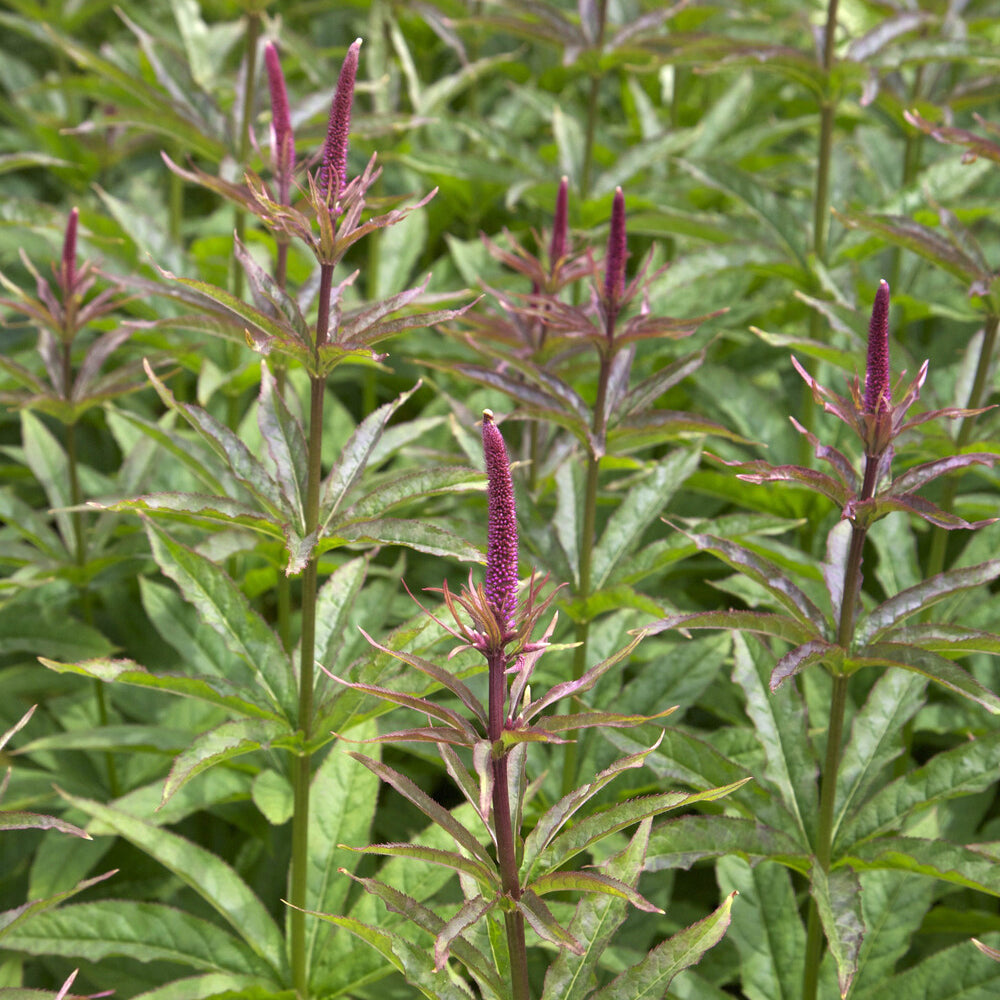 Kandelaber-Ehrenpreis Red Arrows - Veronicastrum virginicum red arrows