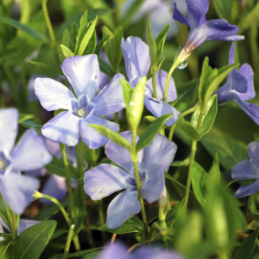Kleines Immergrün 'La Grave' - Bakker