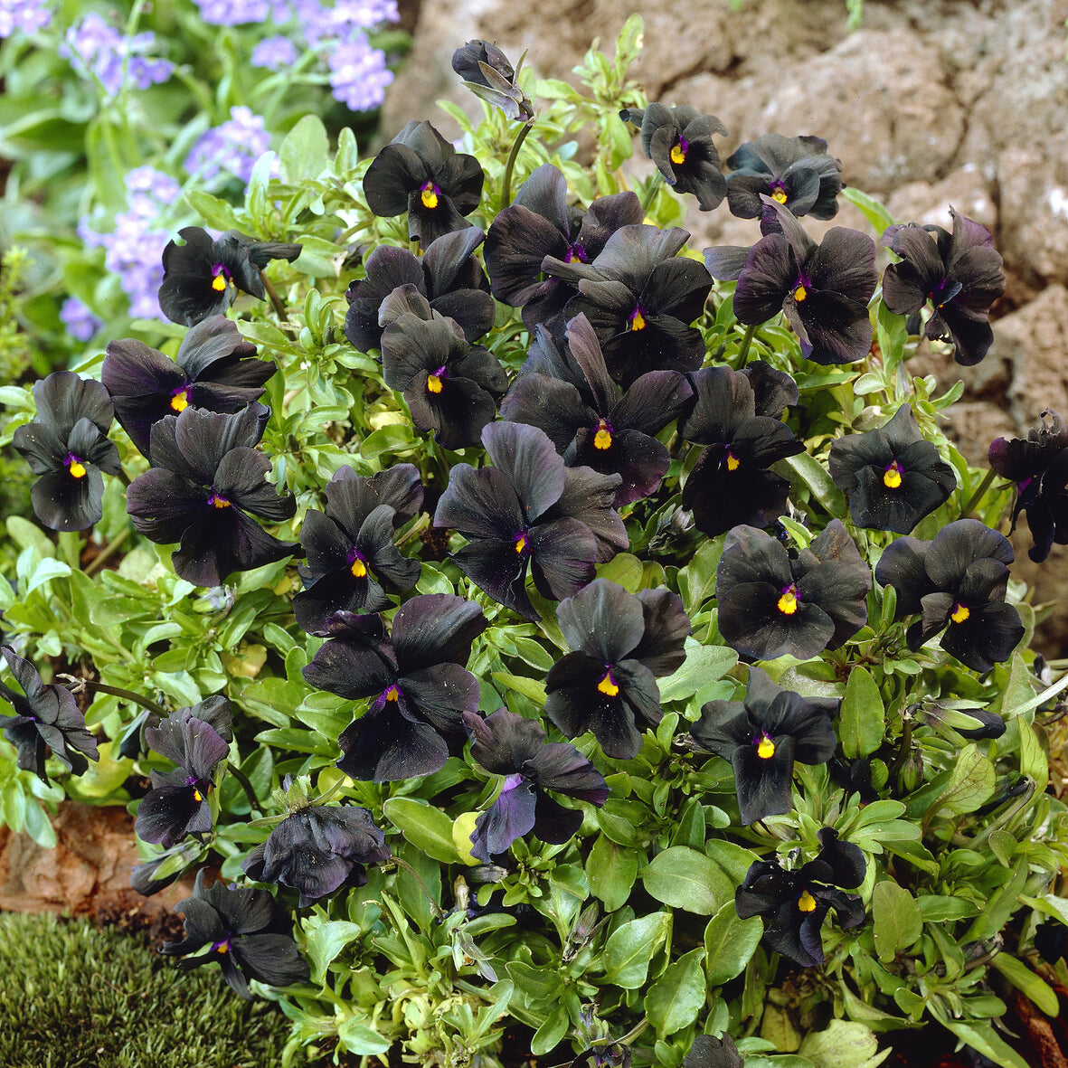 Hornveilchen 'Molly Sanderson' - Viola cornuta Molly Sanderson