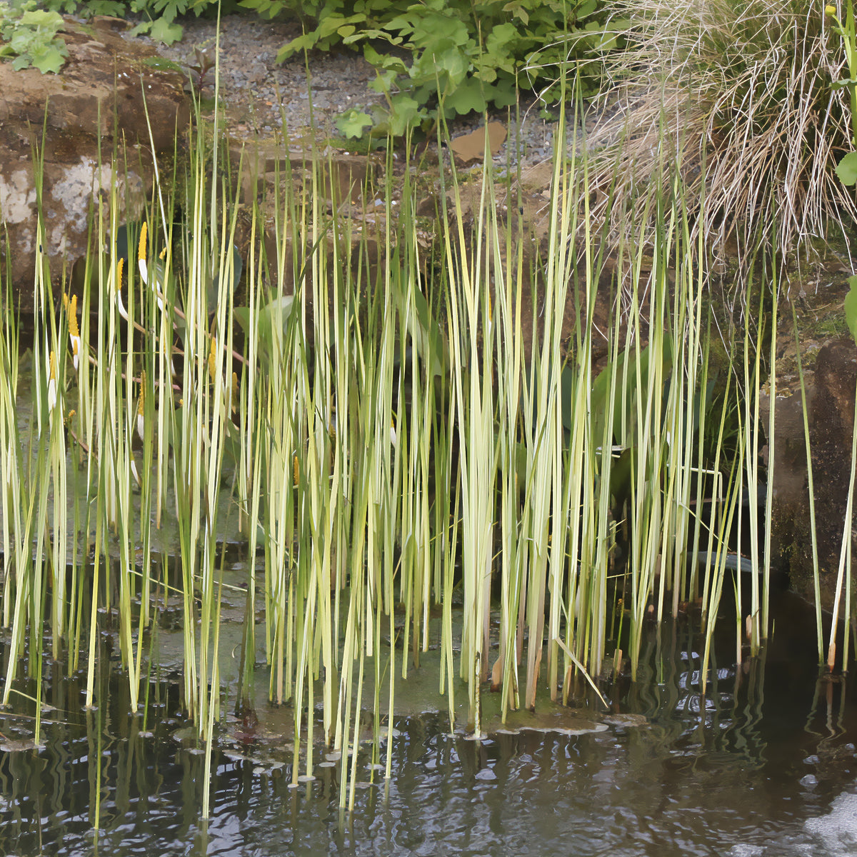 Chaisier-Binse Albescens - Schoenoplectus lacustris albescens - Bakker