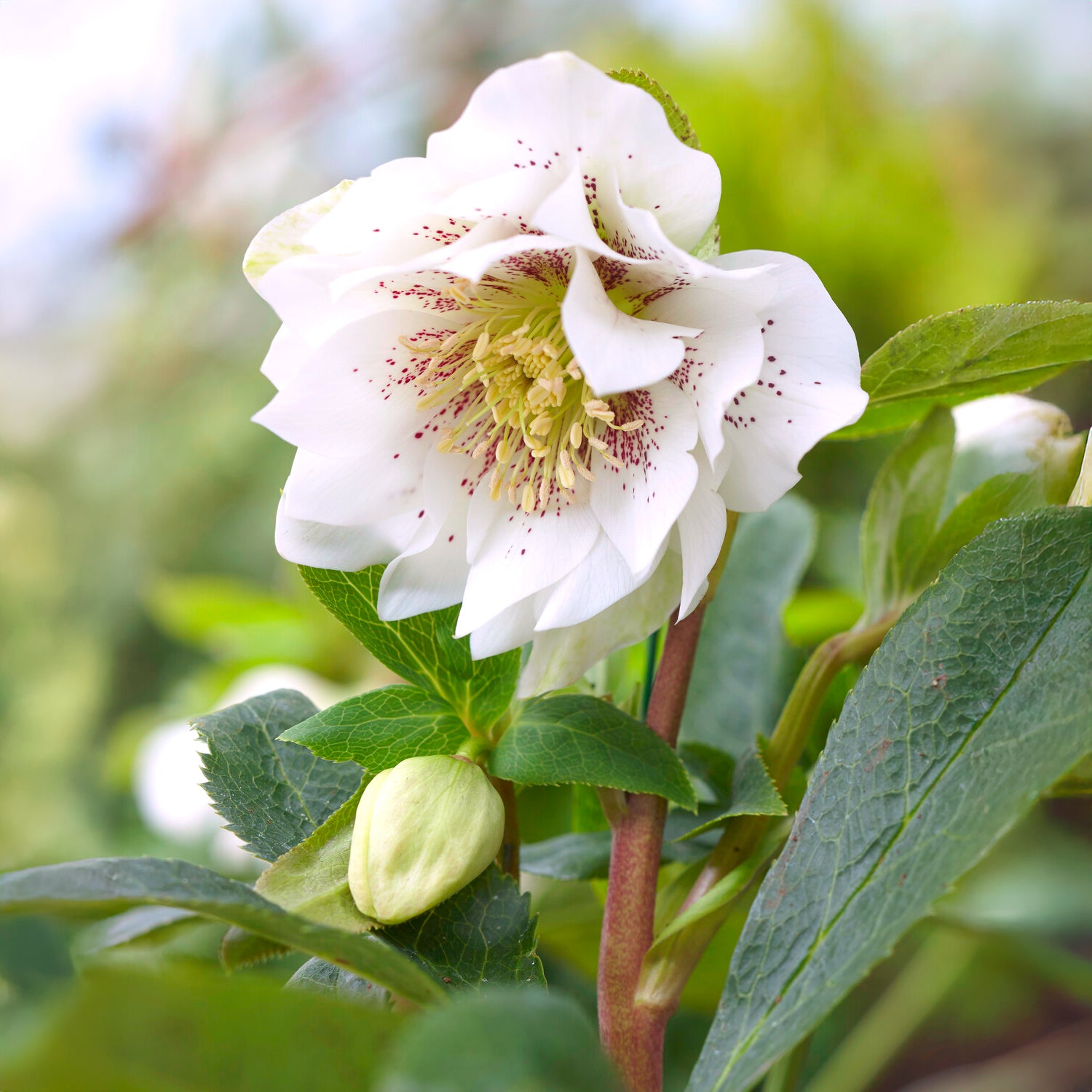 Lenzrose 'Double Ellen White Spotted' (x2) - Helleborus orientalis Double  Ellen White Spotted