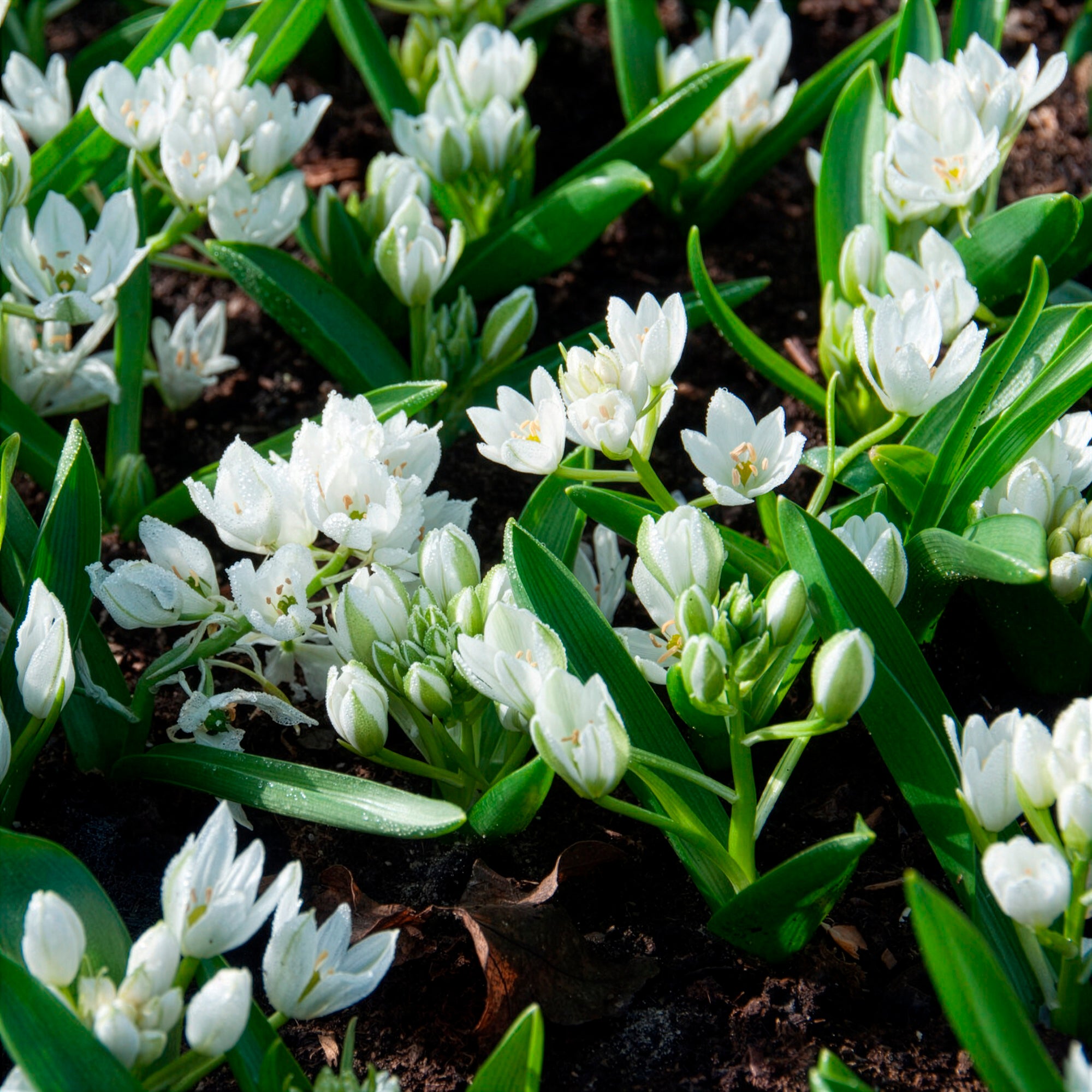Blumenzwiebeln Milchstern (x20) - Ornithogalum balansae | Bakker.com