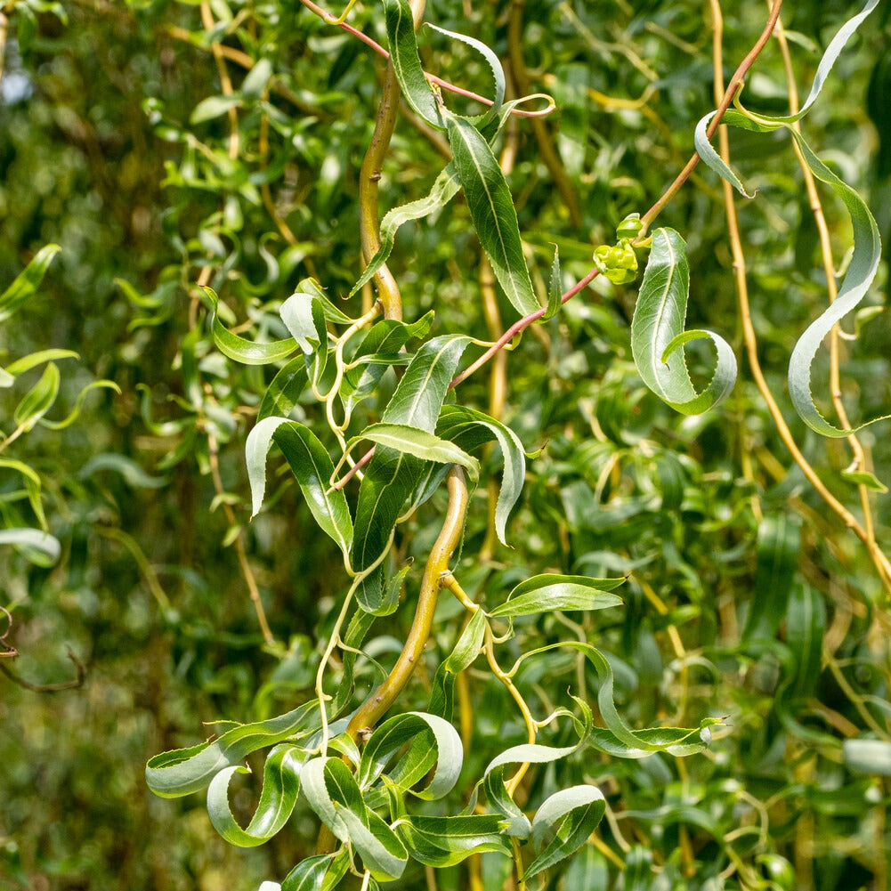 trauerweide bonsai weide Korkenzieher-Weide 'Tortuosa' - Salix babylonica tortuosa