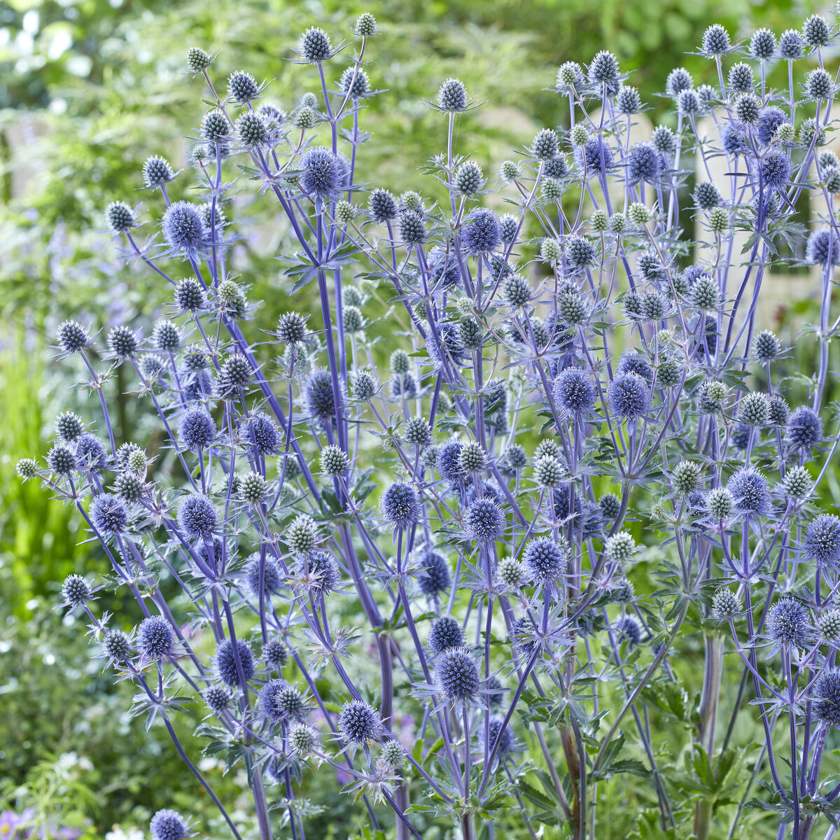 Flachblatt-Mannstreu - Eryngium planum - Bakker