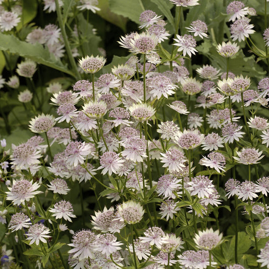 Große Sterndolde Buckland - Bakker