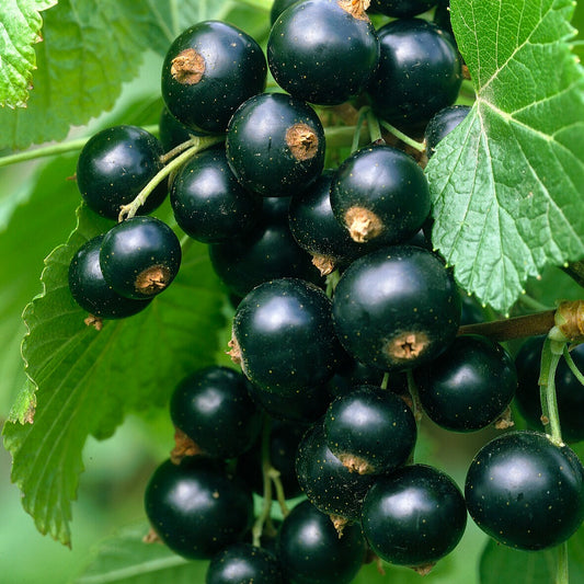 Schwarze Johannisbeere Titania - Ribes nigrum 'titania' - Gemüsegarten