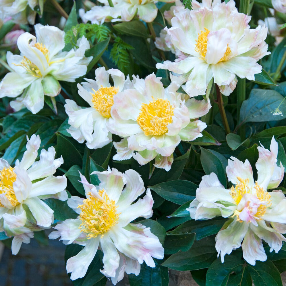Pfingstrose Green Lotus - Bakker