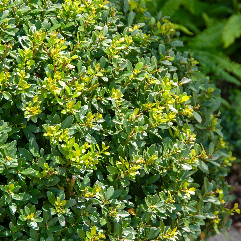 Stechpalme - Ilex maximowicziana Kanehirae