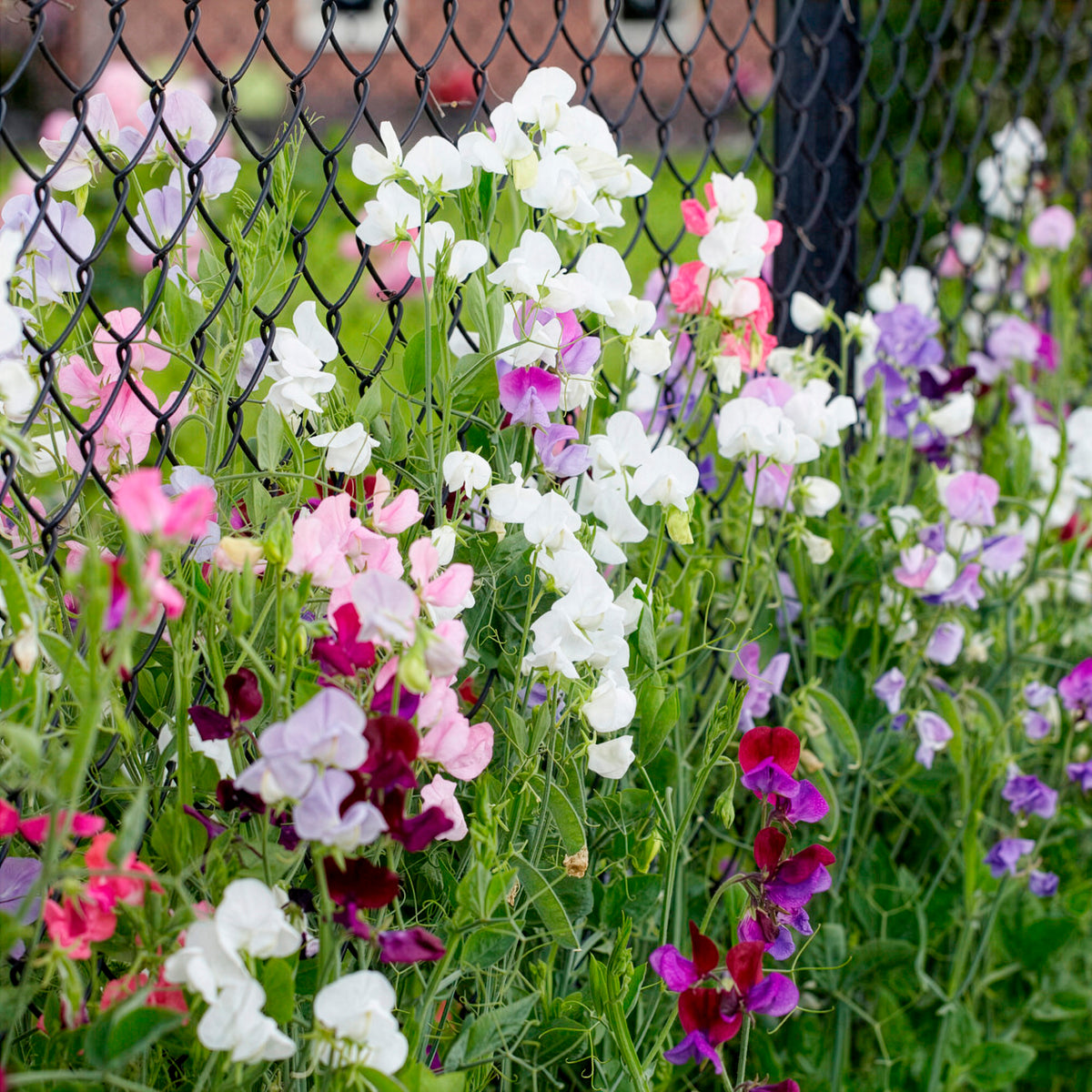 Duftwicken Mischung Bio - Lathyrus odoratus - Bakker