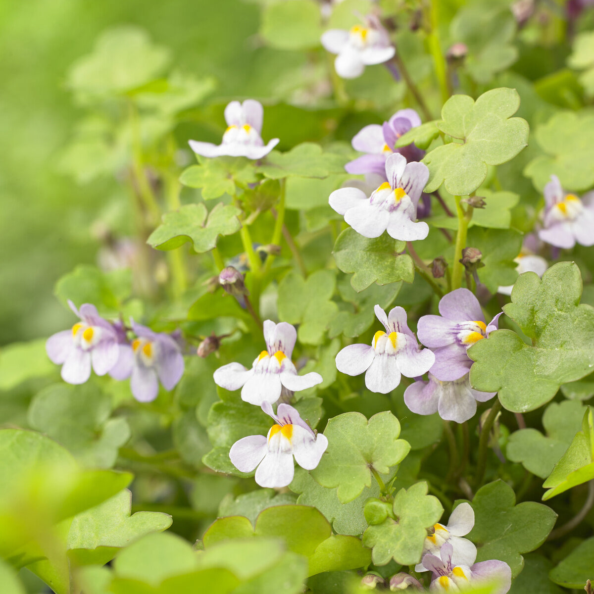 Mauer-Zimbelkraut - Cymbalaria muralis - Bakker