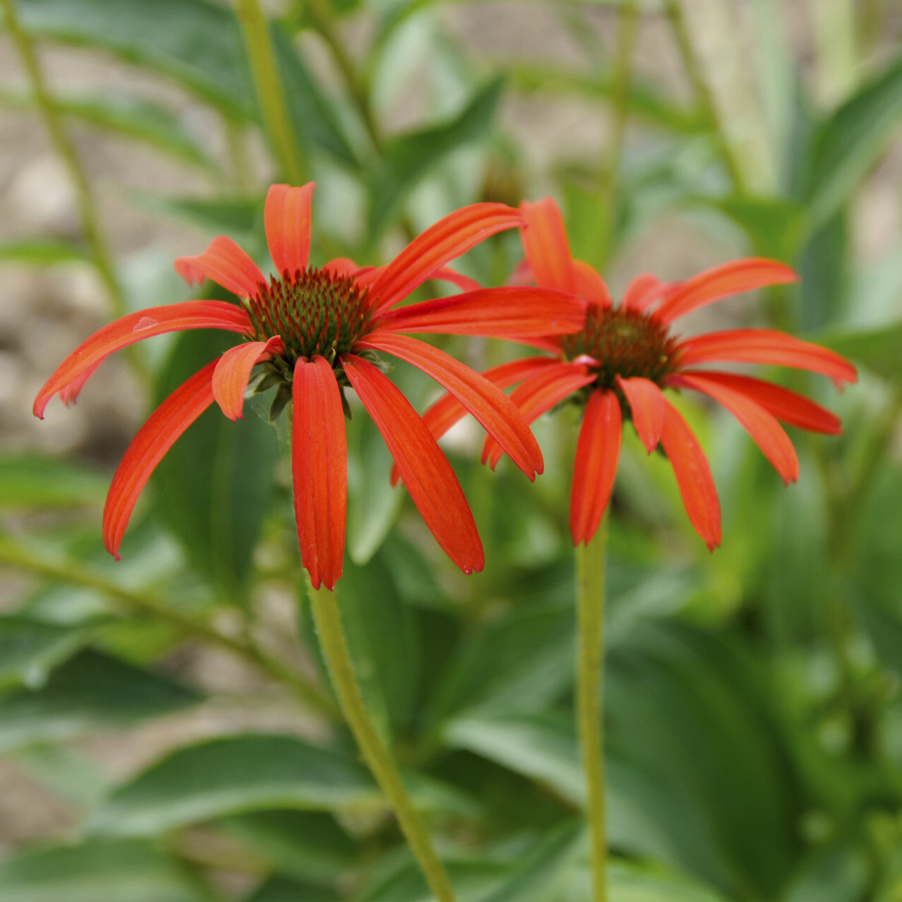 Sonnenhut 'Tomato Soup' - Echinacea purpurea Tomato Soup