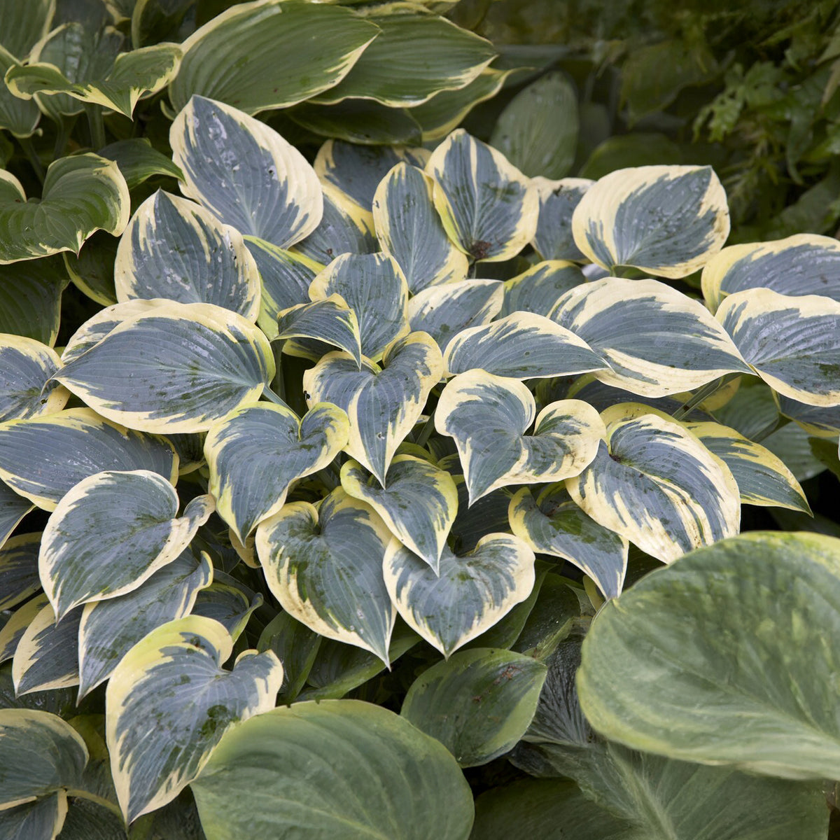 Hosta First Frost Funkia - Hosta first frost - Bakker