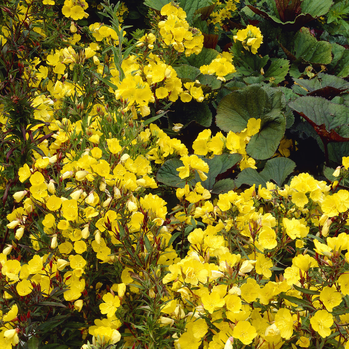 Nachtkerze Sonnenwende - Oenothera fruticosa Sonnenwende - Bakker
