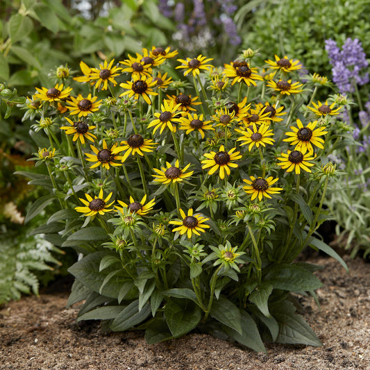 Rudbeckie Little Goldstar - Bakker