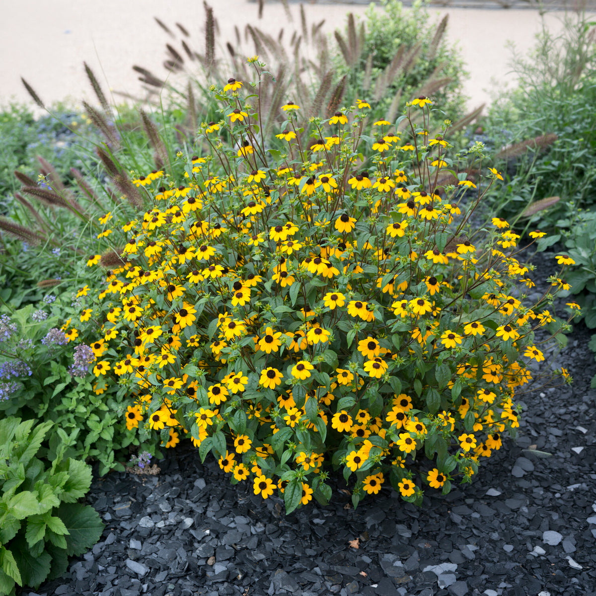 Dreilappiger Sonnenhut - Rudbeckia triloba - Bakker