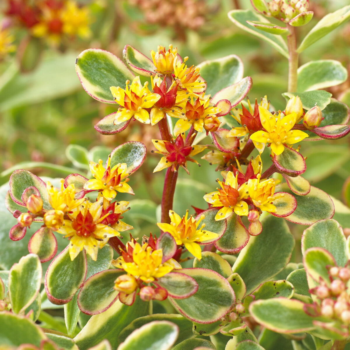 Sedum kamtschaticum Variegatum - Buntlaubiges Fettblatt 'Variegatum' - Stauden