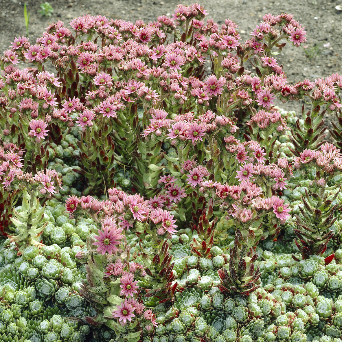 Spinnweb Hauswurz - Sempervivum arachnoideum - Bakker