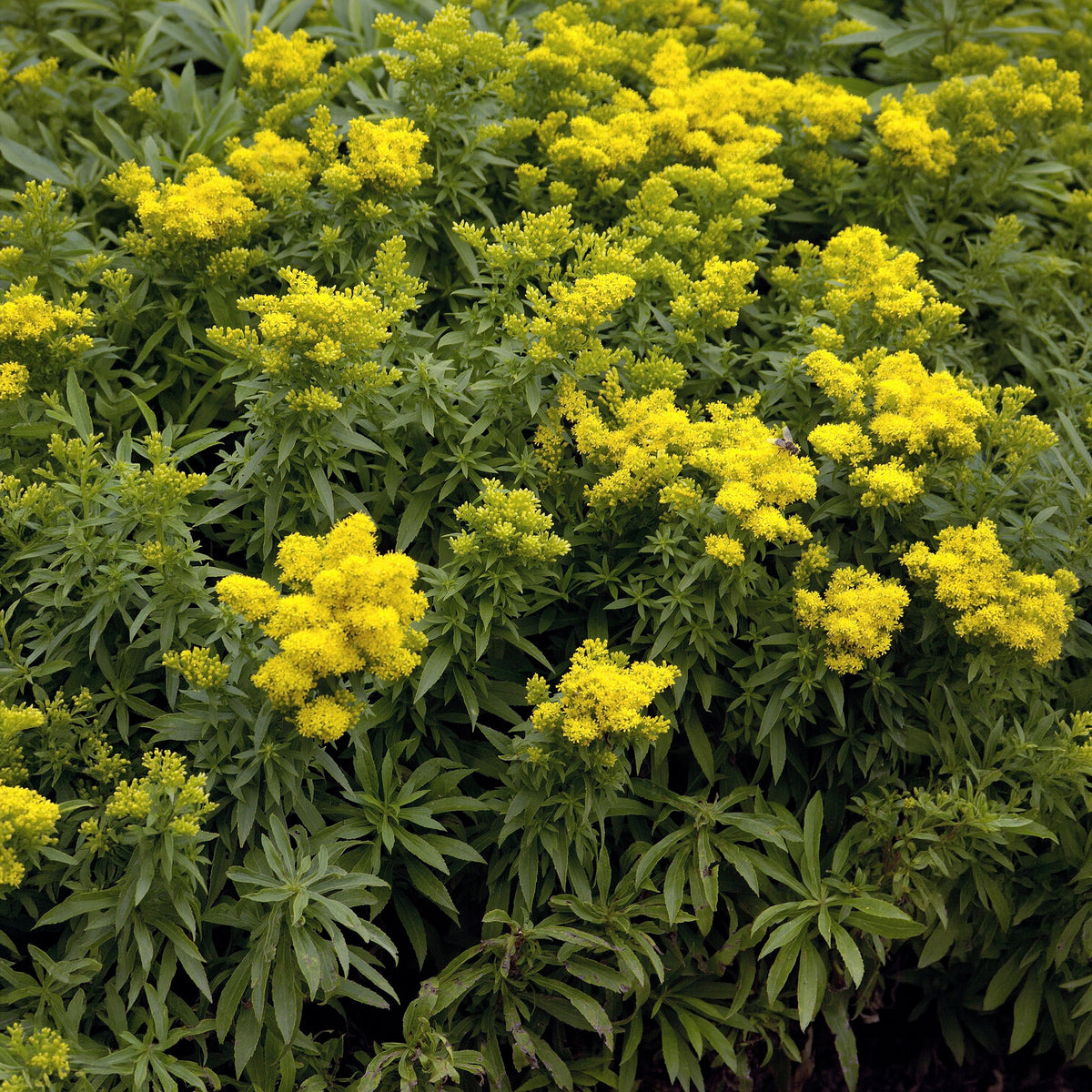 Solidago - Goldrute - Goldrute Golden Dwarf - Solidago Golden Dwarf