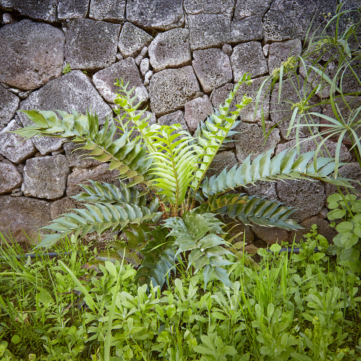 Bogen-Sichelfarn - Cyrtomium falcatum - Bakker