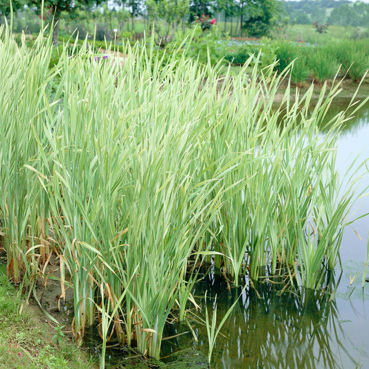 Rohrkolben Variegata - Bakker