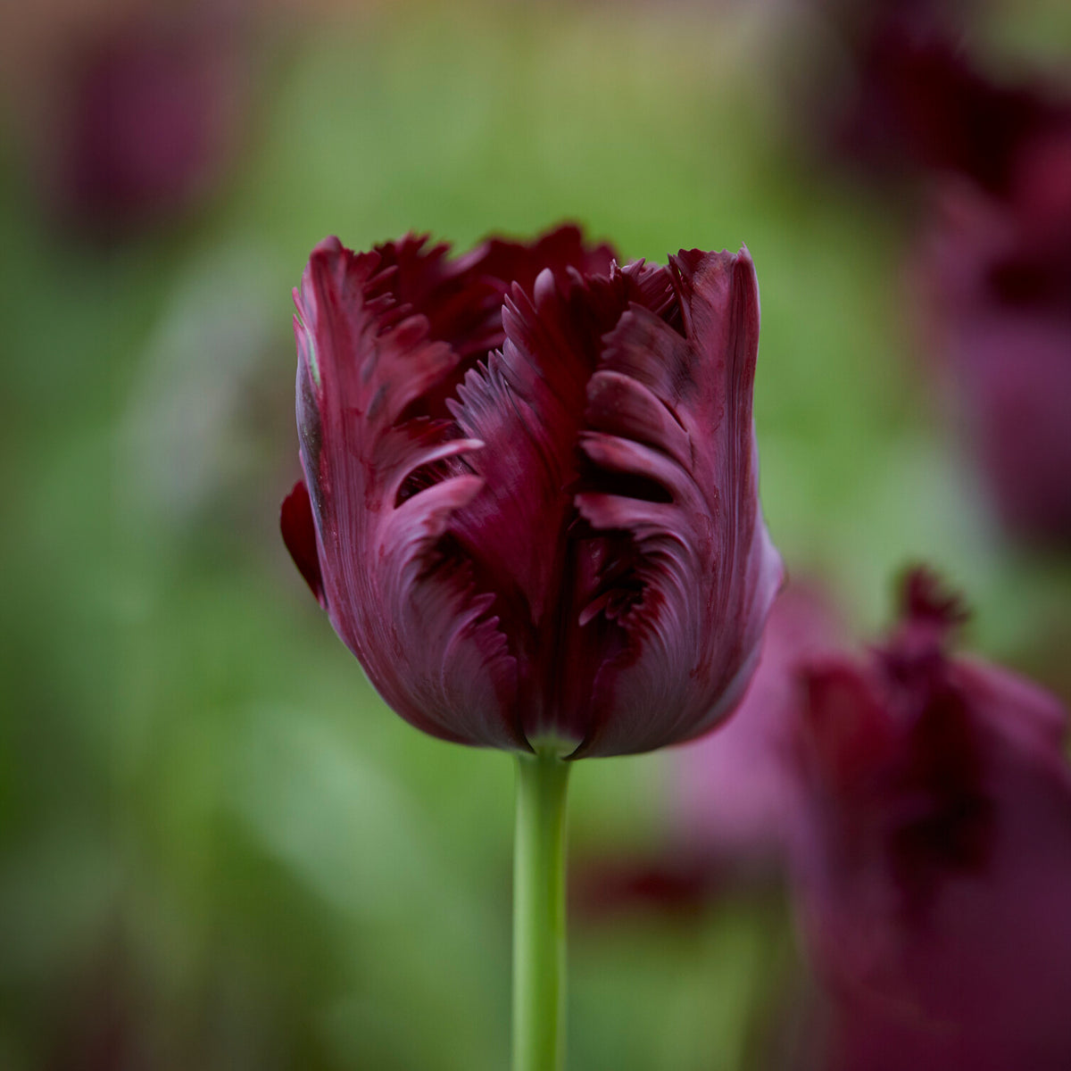 Tulipa Princesse Irene, Black Parrot, Apricot Parrot - Papagei-Tulpen Kollektion (x24) - Tulpen-Zwiebeln